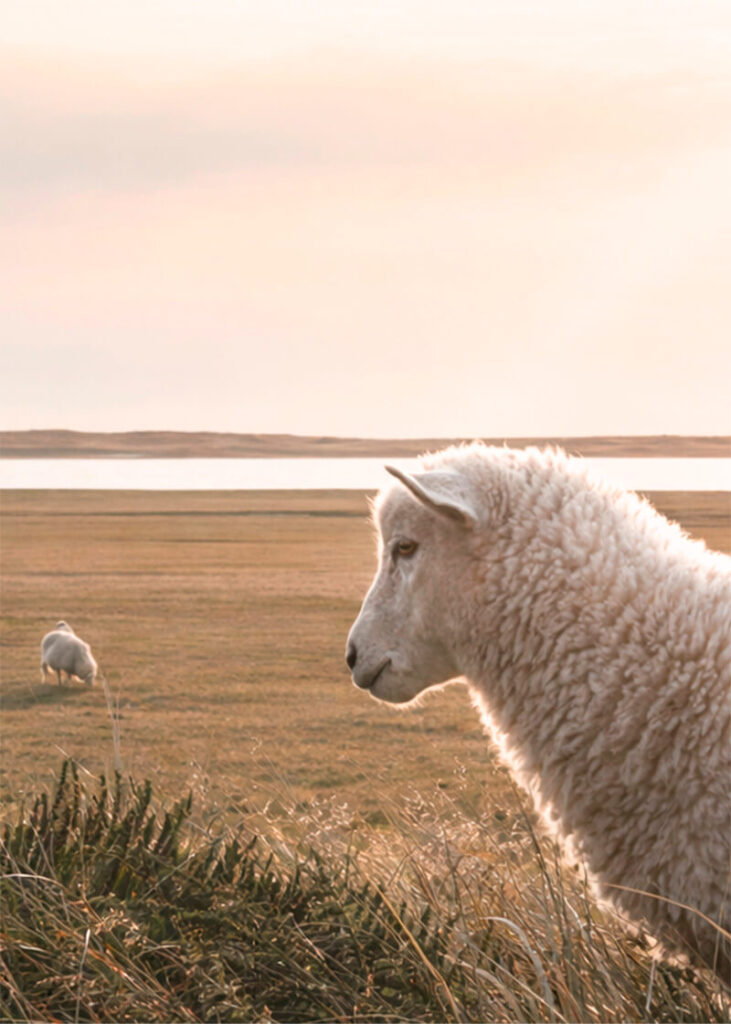 UldDynen - texel-uld - får
